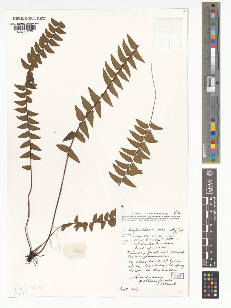 Lindsaea pellaeiformis photo 3
