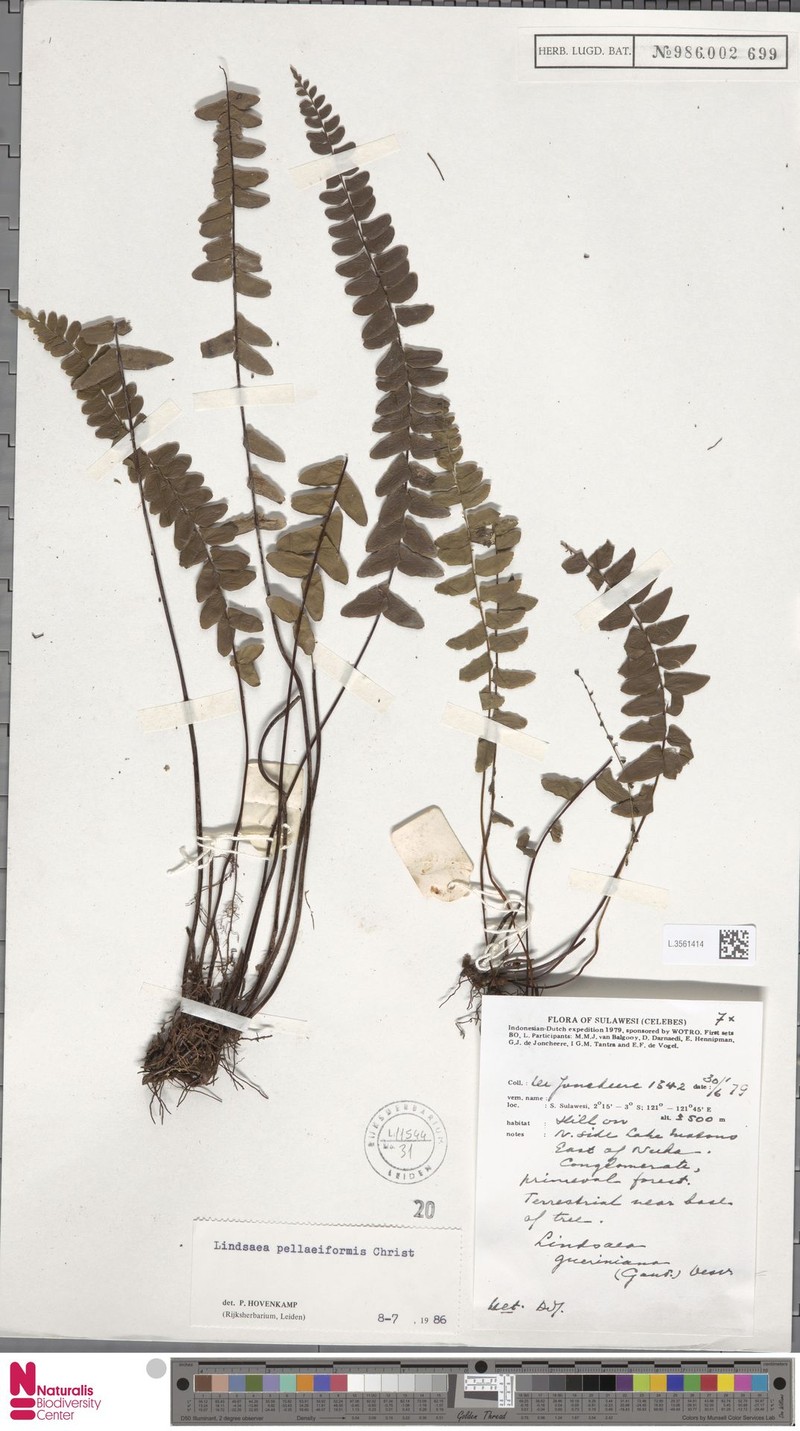 Lindsaea pellaeiformis photo 4