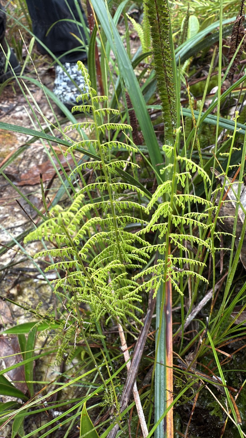 Lindsaea pendula