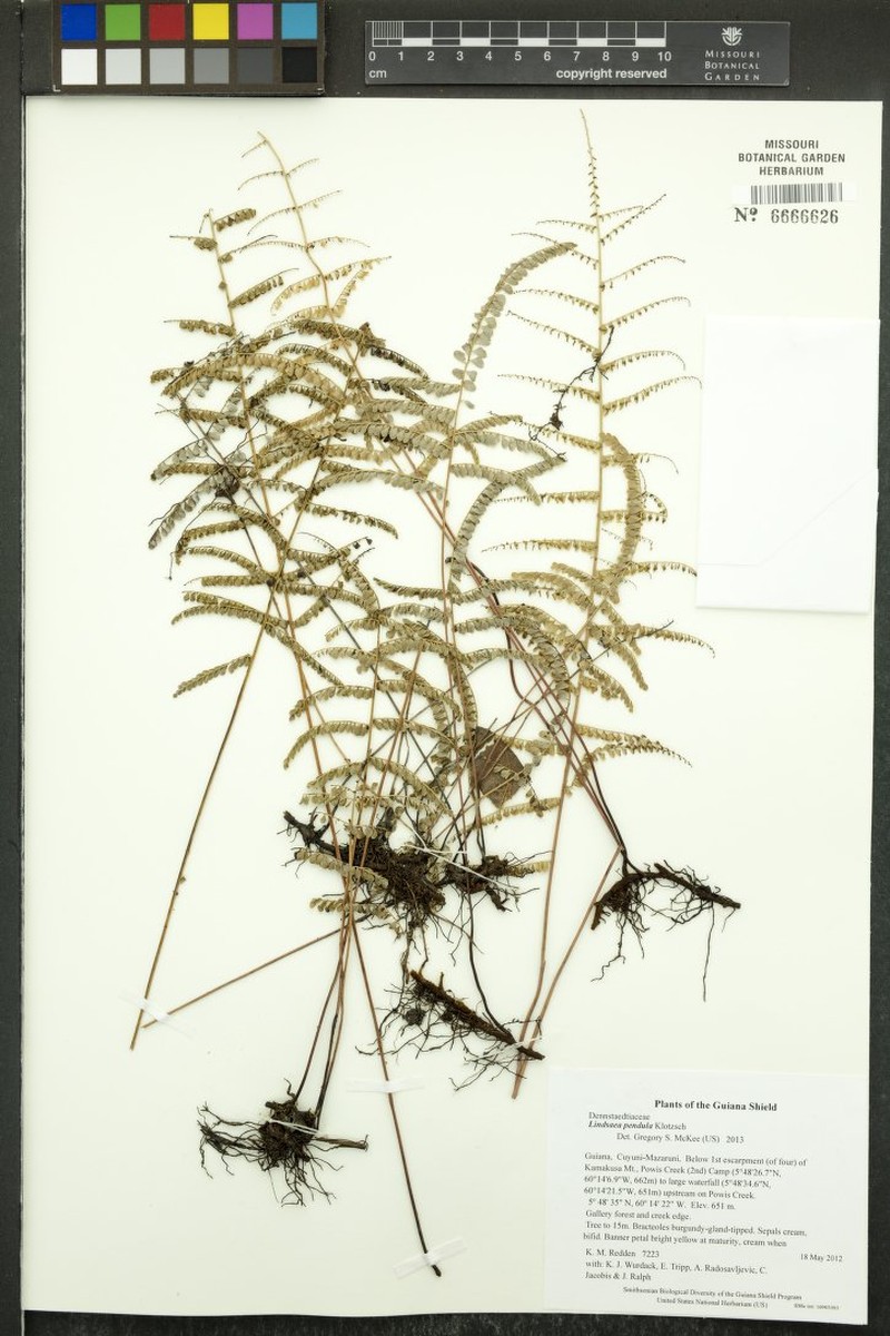 Lindsaea pendula photo 2