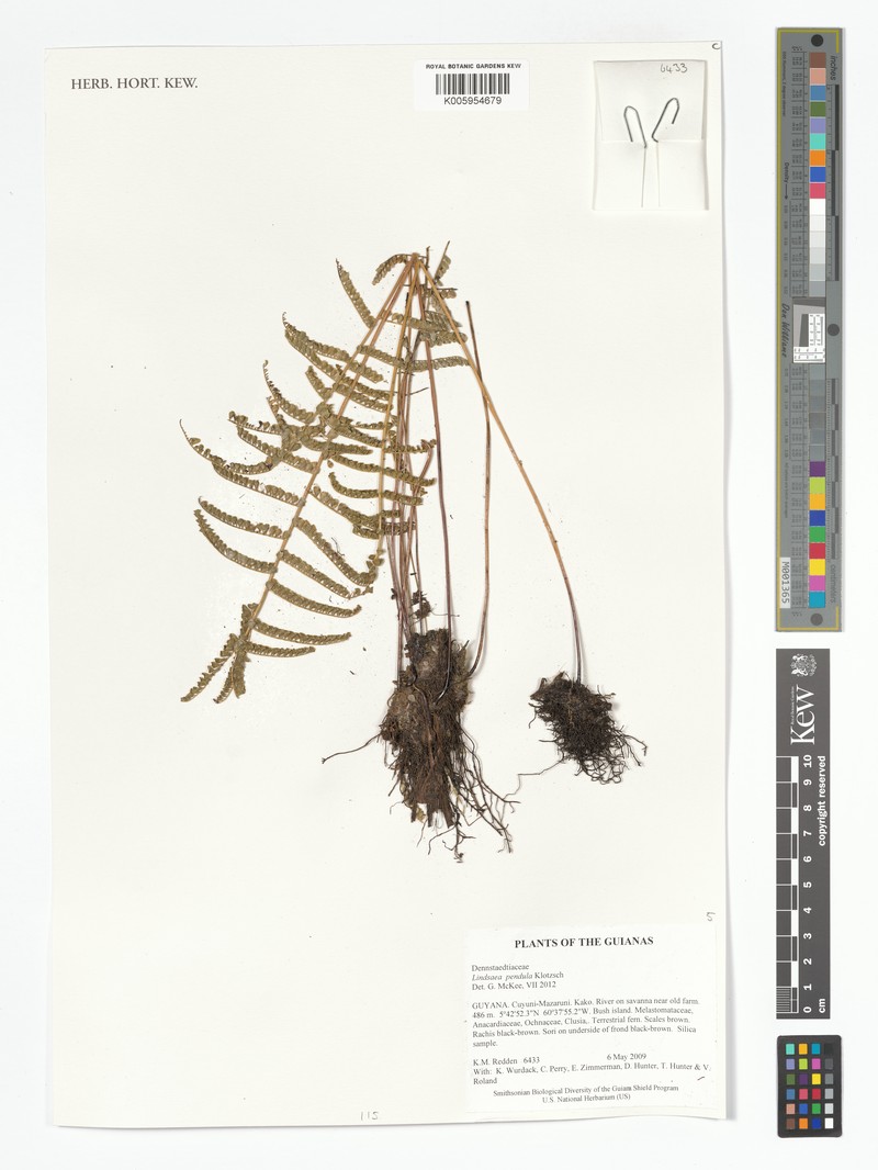 Lindsaea pendula photo 3
