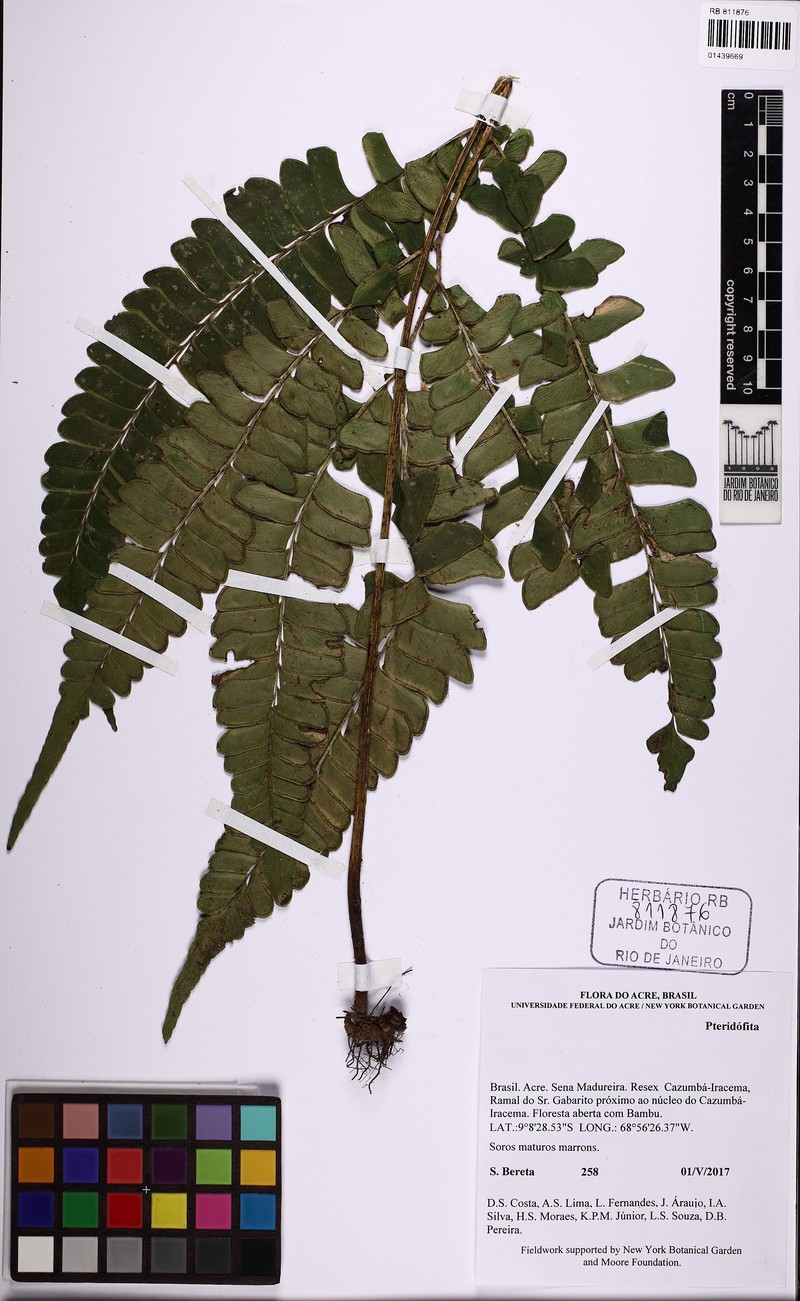 Lindsaea phassa
