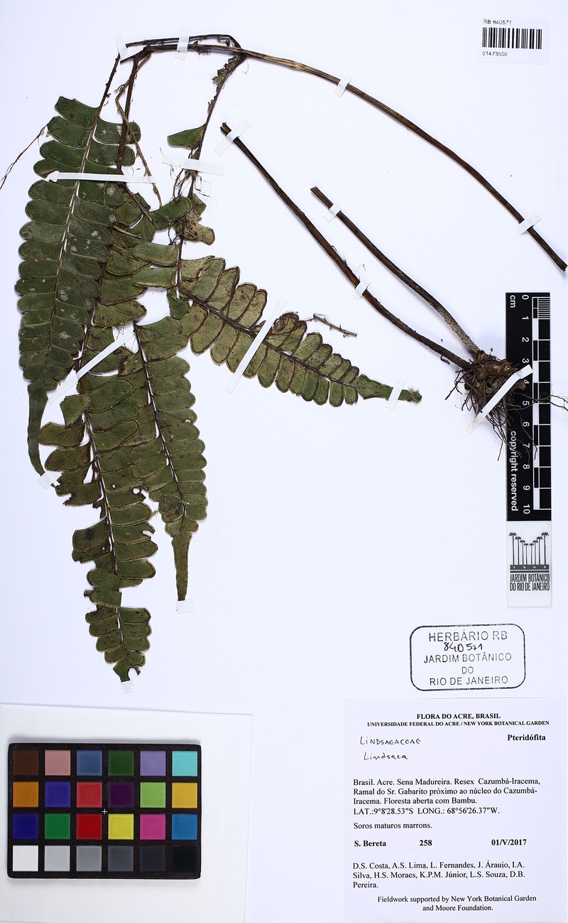 Lindsaea phassa photo 2