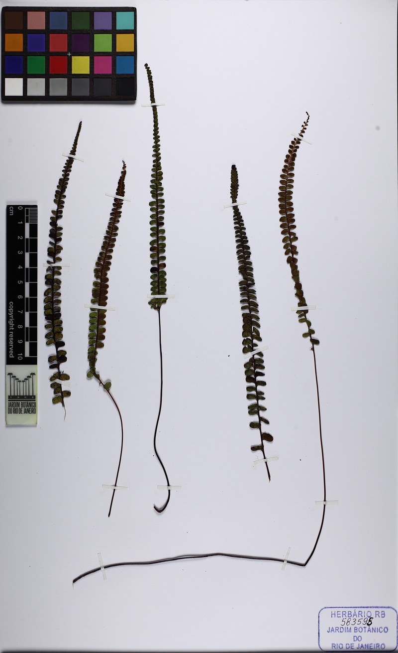 Lindsaea phassa photo 3