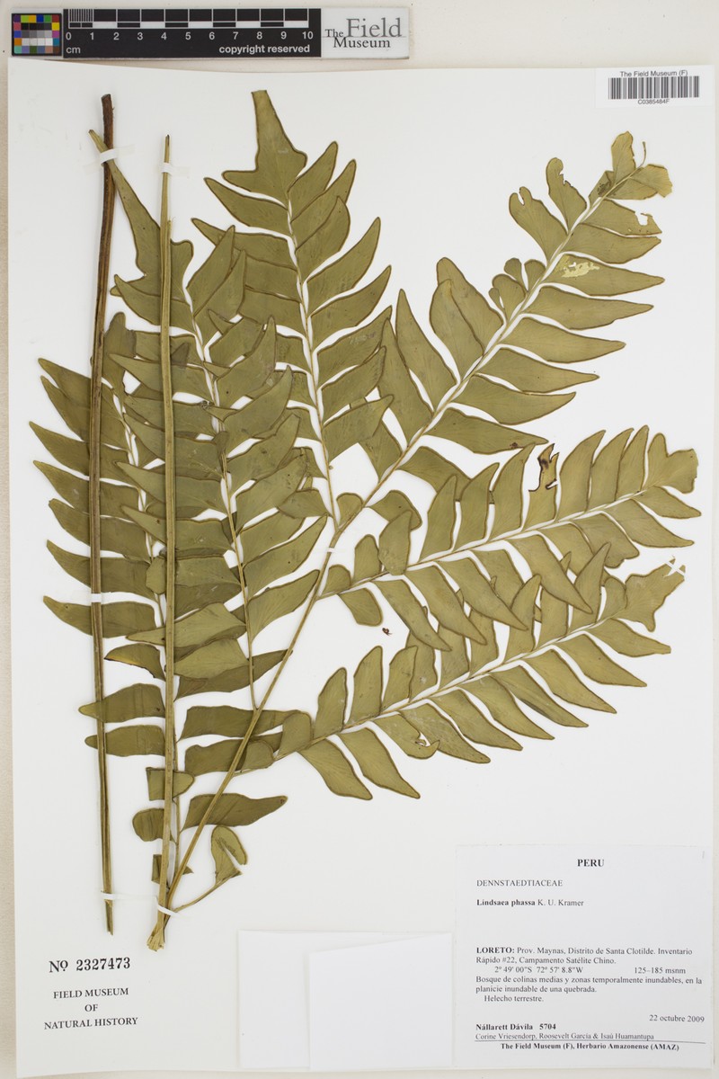 Lindsaea phassa photo 4