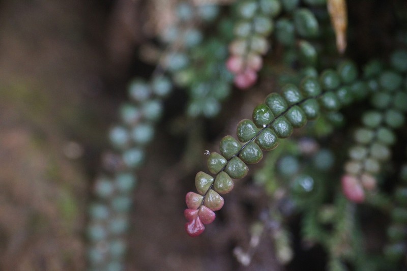 Lindsaea philippinensis photo 2