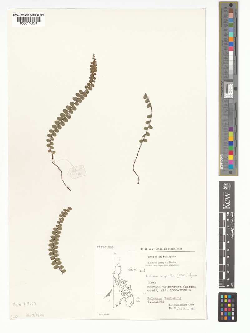 Lindsaea philippinensis photo 3