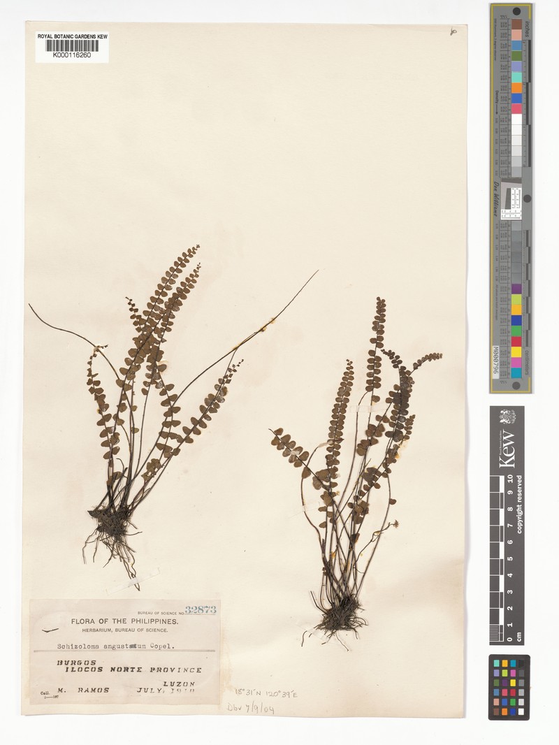 Lindsaea philippinensis photo 4