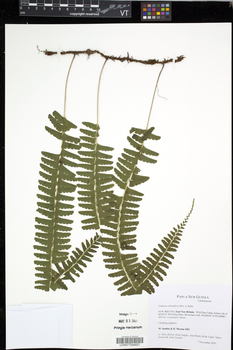 Lindsaea pickeringii