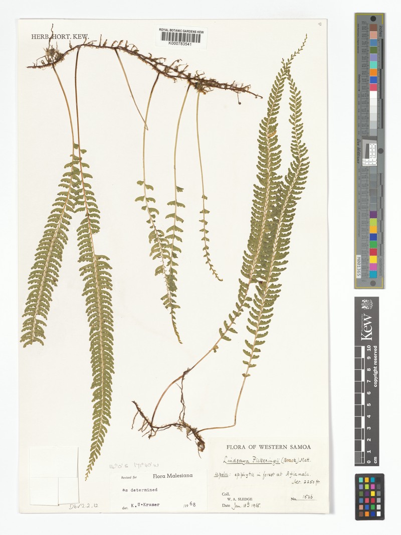 Lindsaea pickeringii photo 2