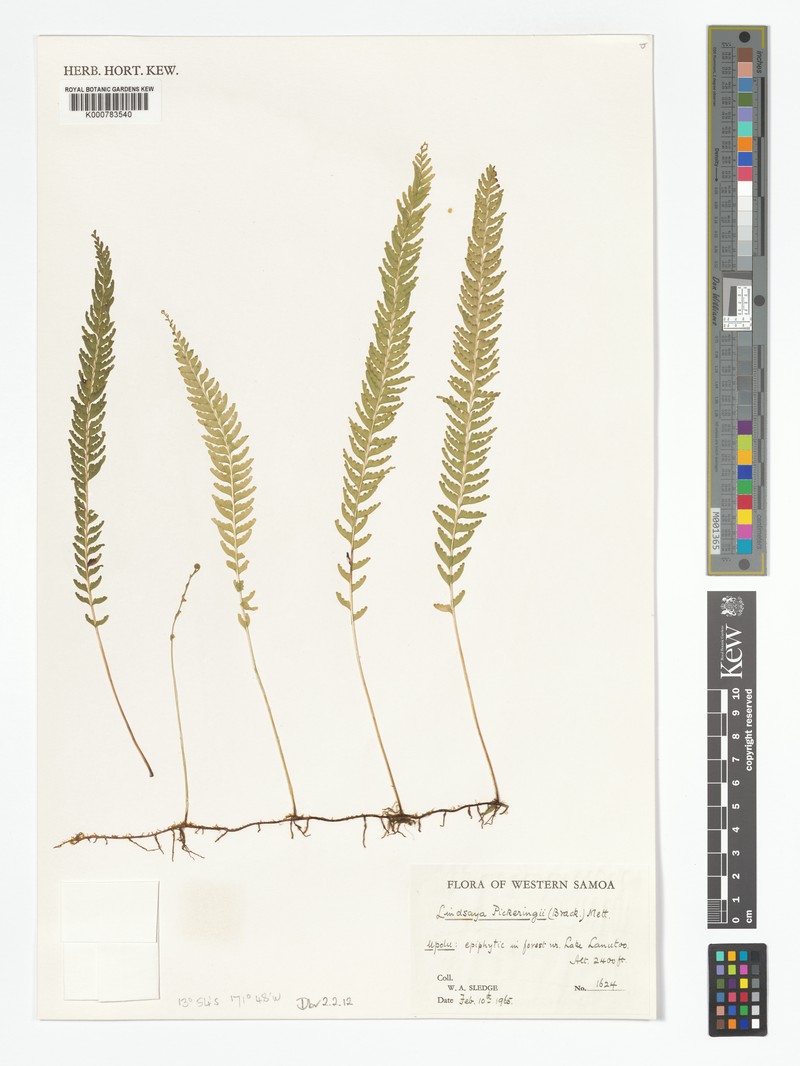 Lindsaea pickeringii photo 3