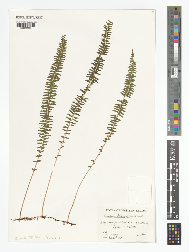 Lindsaea pickeringii photo 4
