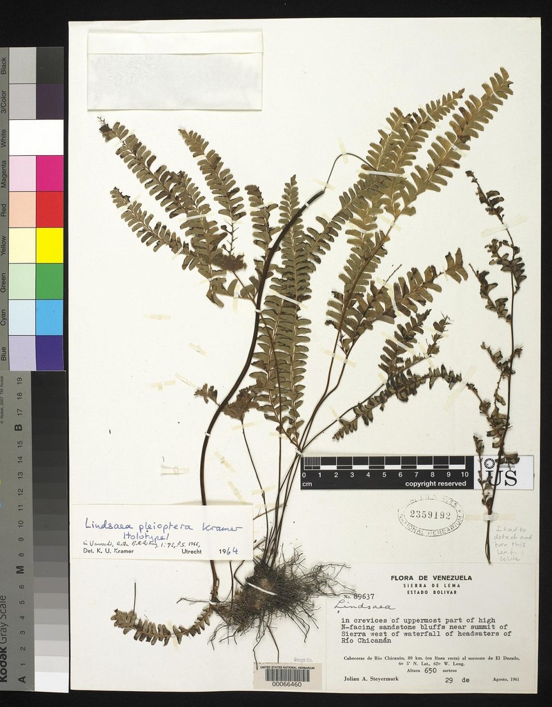 Lindsaea pleioptera