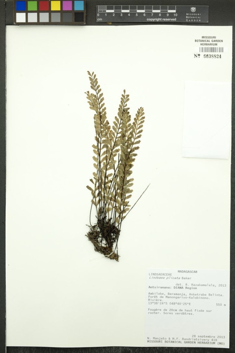 Lindsaea plicata