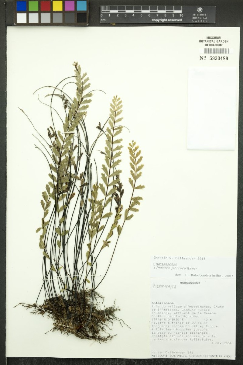 Lindsaea plicata photo 2