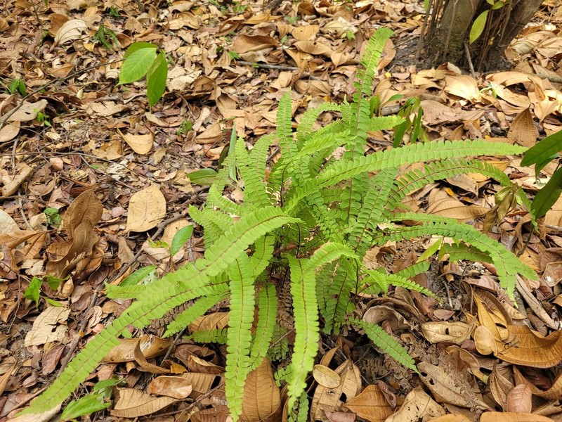 Puerto Rico Necklace Fern