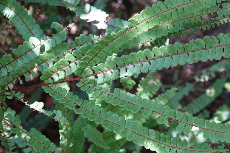 Puerto Rico Necklace Fern photo 3