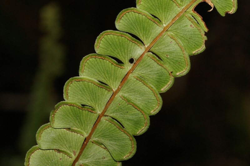 Puerto Rico Necklace Fern photo 4