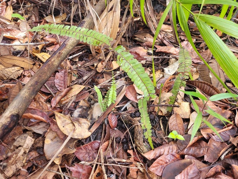 Puerto Rico Necklace Fern photo 5