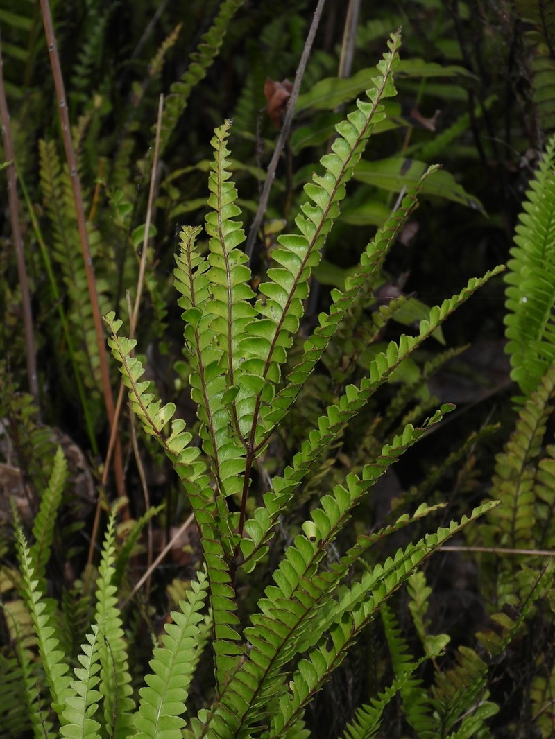 Puerto Rico Necklace Fern photo 6