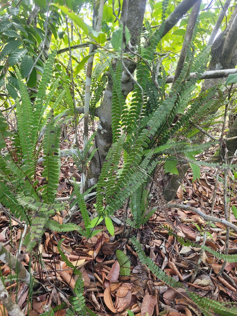 Puerto Rico Necklace Fern photo 7