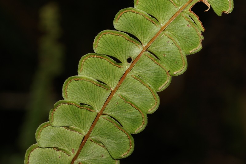 Puerto Rico Necklace Fern photo 8