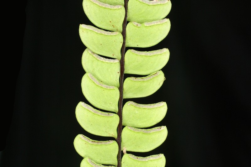 Lindsaea pratensis