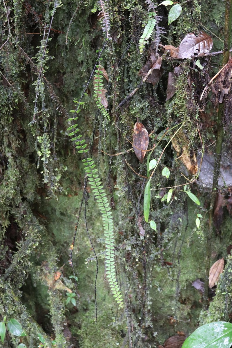Lindsaea pratensis photo 2