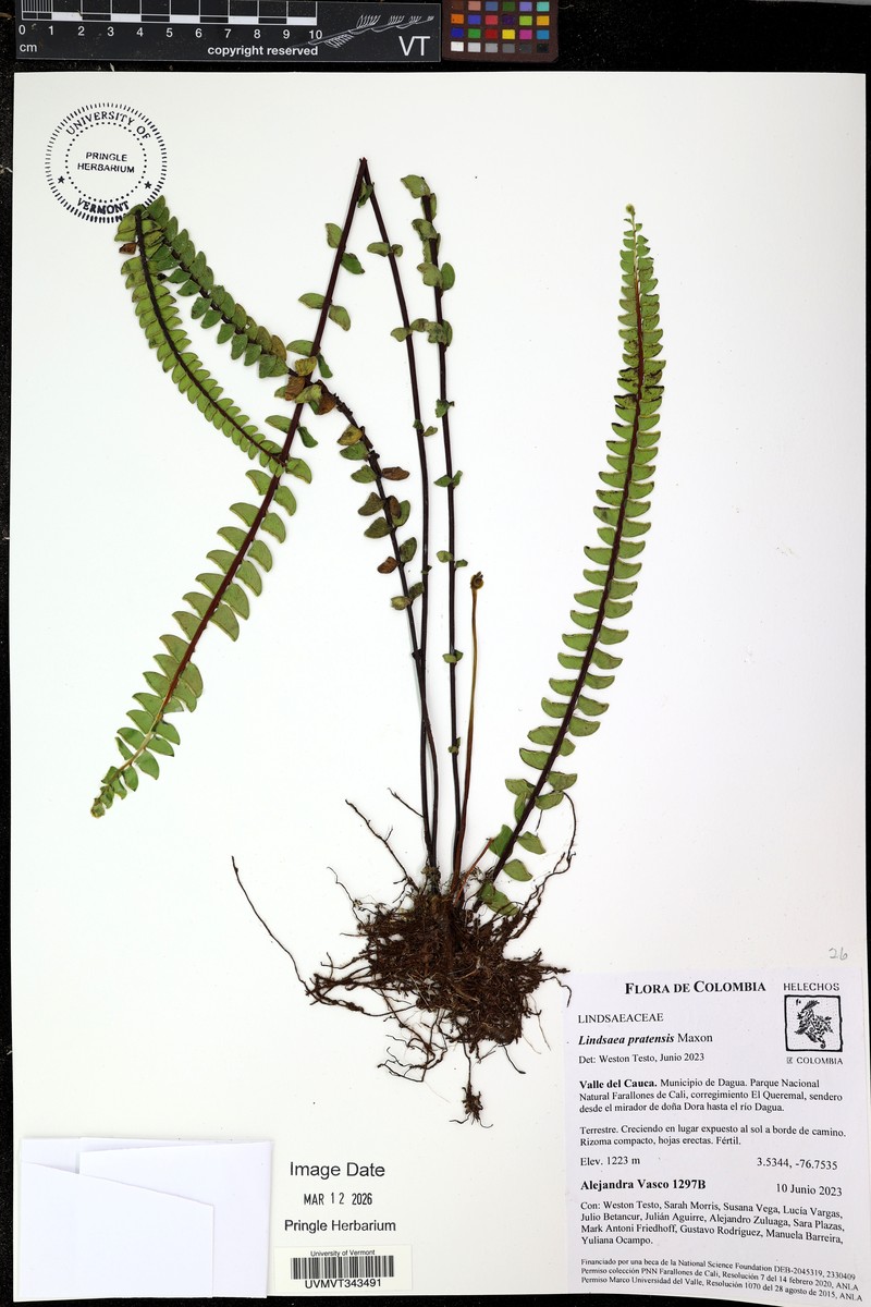 Lindsaea pratensis photo 3