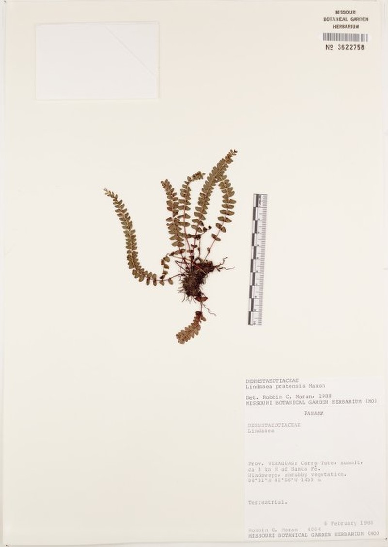 Lindsaea pratensis photo 4