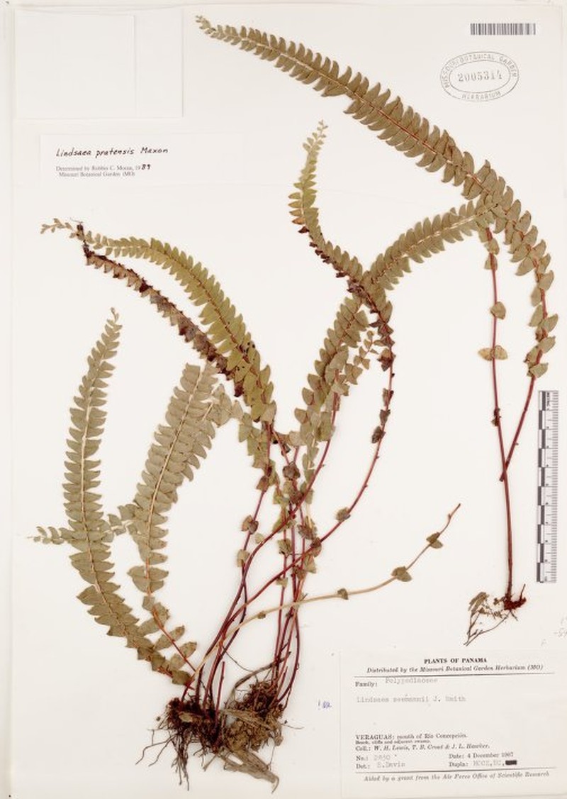 Lindsaea pratensis photo 5