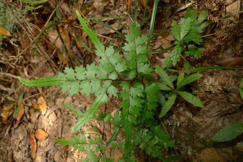 Lindsaea prolongata photo 2