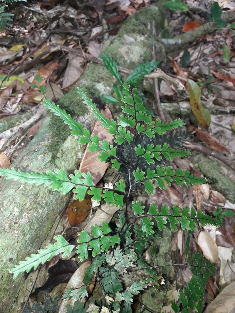 Lindsaea prolongata photo 3
