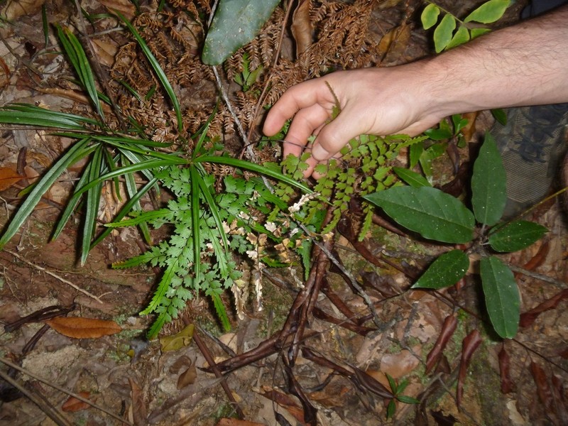 Lindsaea prolongata photo 4