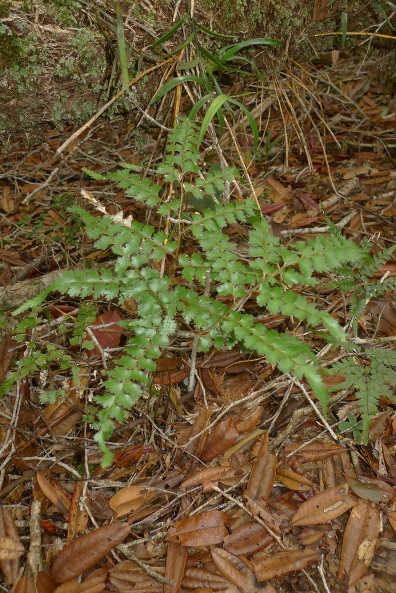 Lindsaea prolongata photo 5