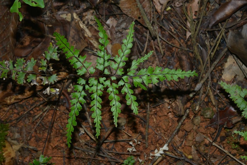 Lindsaea prolongata photo 6