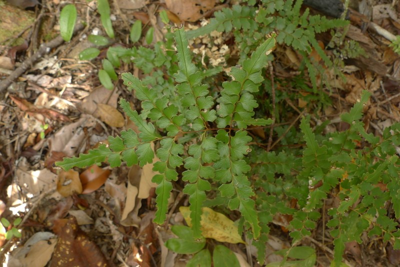 Lindsaea prolongata photo 7