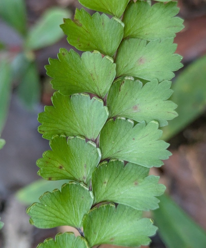 Lindsaea prolongata photo 8