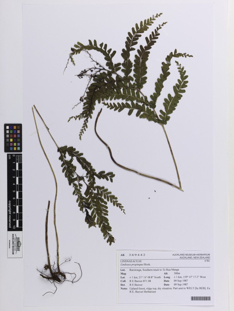 Necklace Fern photo 2
