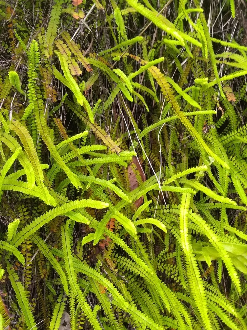 Lindsaea protensa