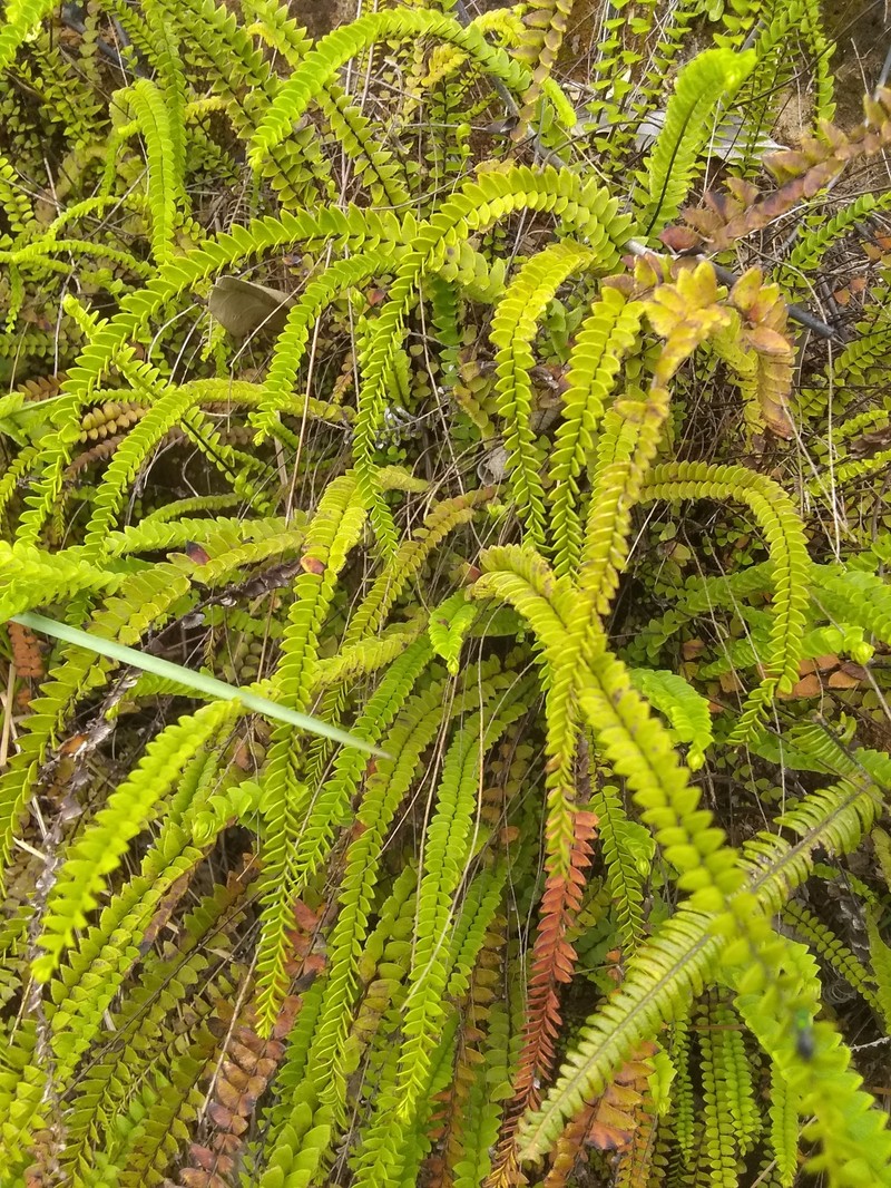 Lindsaea protensa photo 3