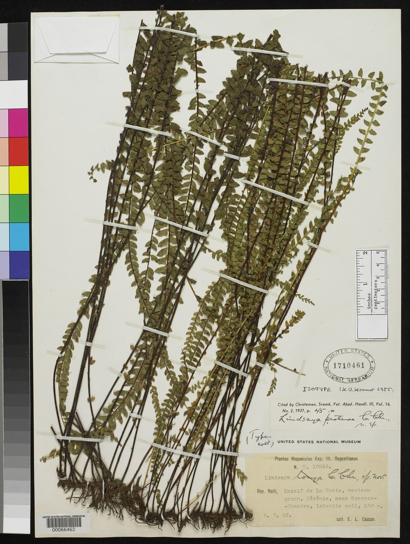 Lindsaea protensa photo 5