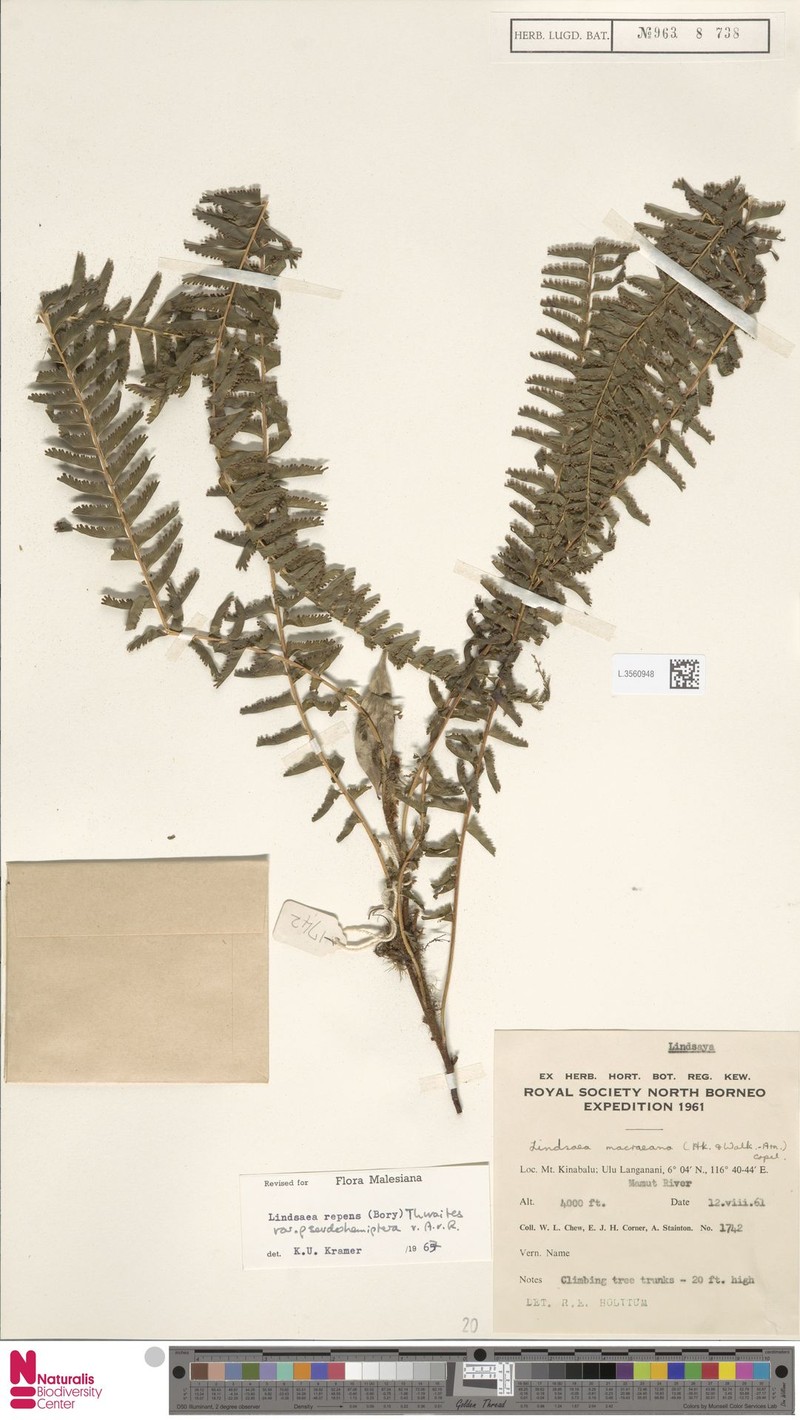 Lindsaea pseudohemiptera