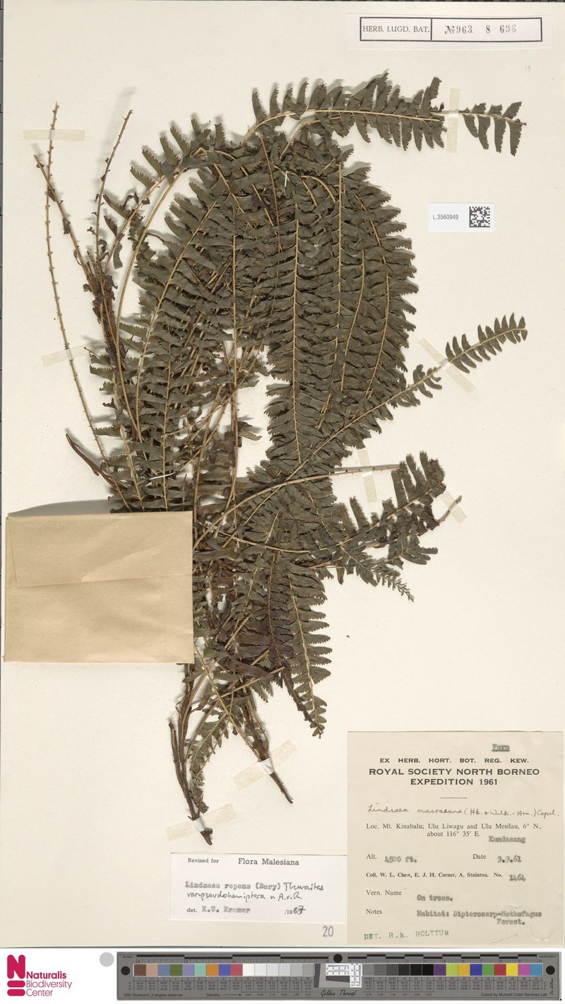 Lindsaea pseudohemiptera photo 2