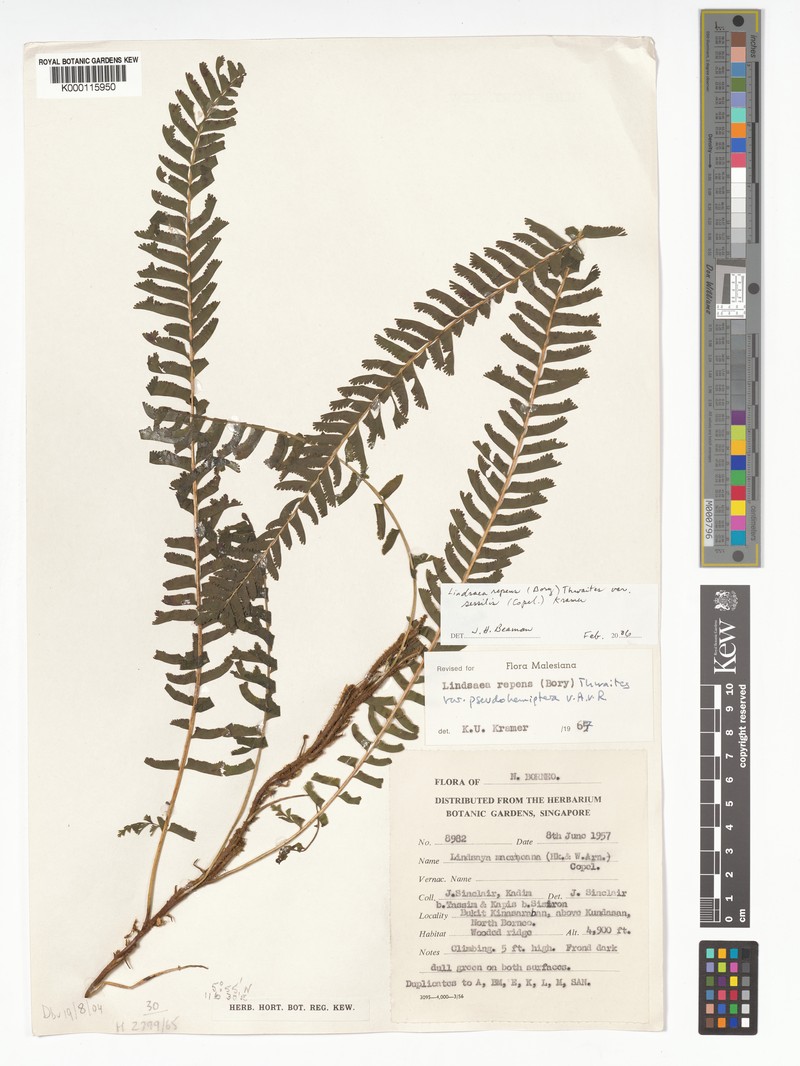 Lindsaea pseudohemiptera photo 3