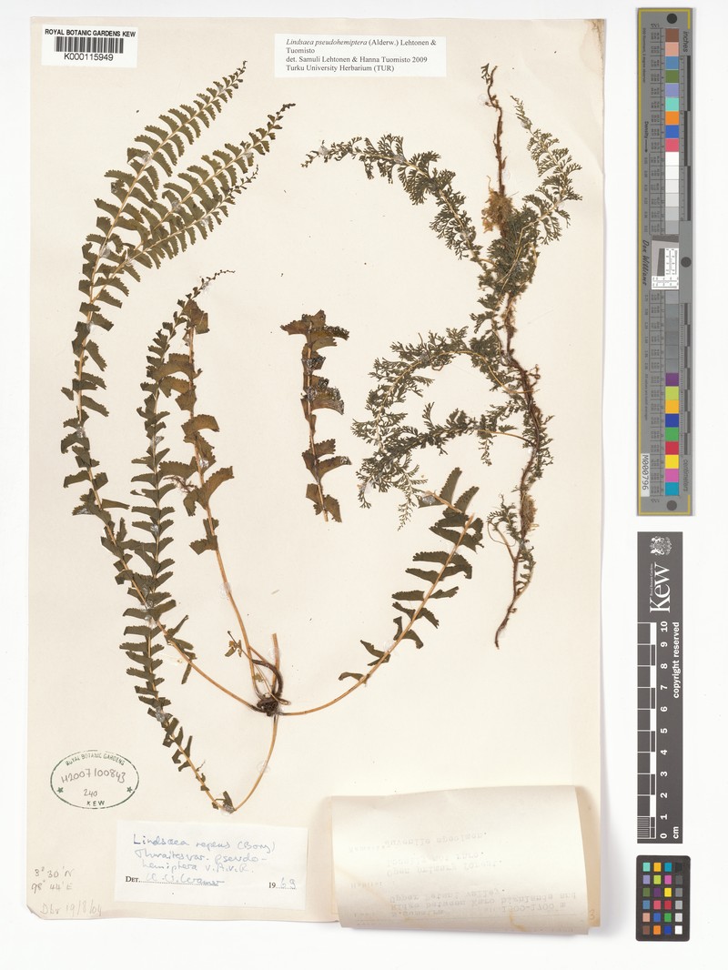 Lindsaea pseudohemiptera photo 4