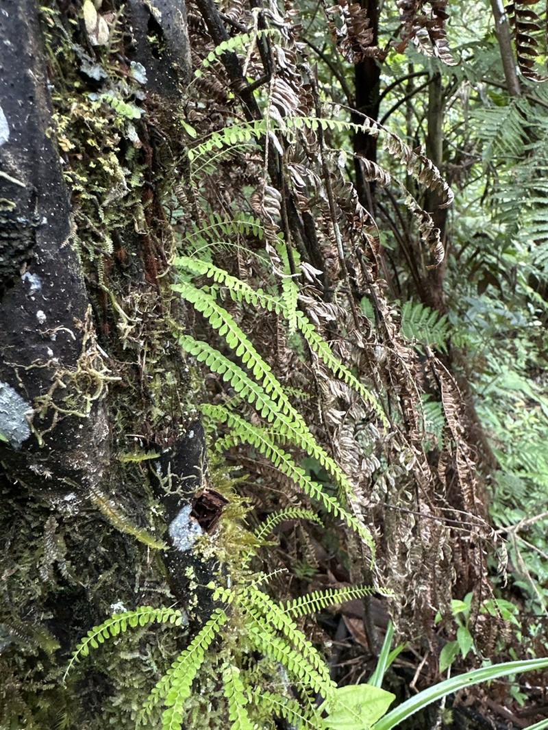 Lindsaea pulchella