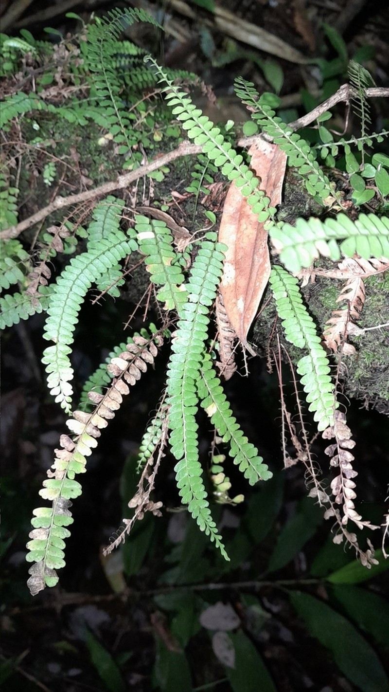Lindsaea pulchella photo 2