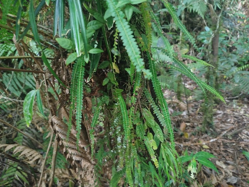 Lindsaea pulchella photo 3