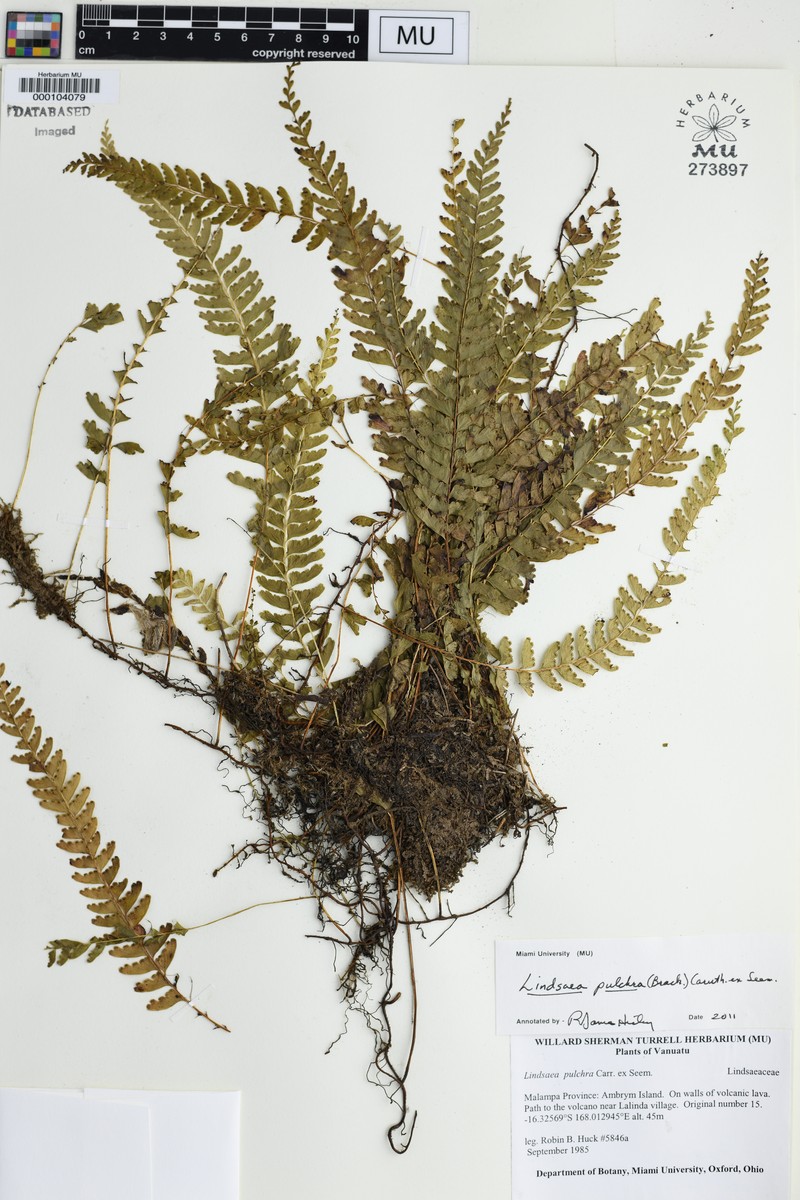 Lindsaea pulchra